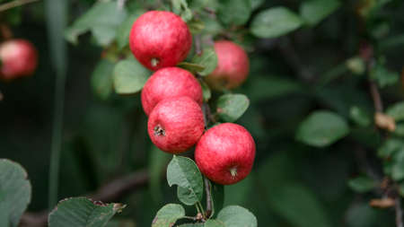 rustic Apple with red apples on the green backgroundの写真素材