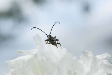 beetle on a white peony close-up on a green backgroundの写真素材