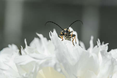 beetle on a white peony close-up on a green backgroundの写真素材