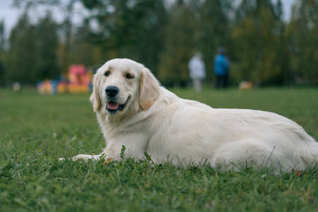 white Labrador Retriever lying on the green grass in the Park
