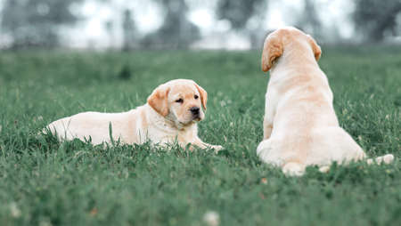 two small yellow Labrador puppy sitting on a green grass