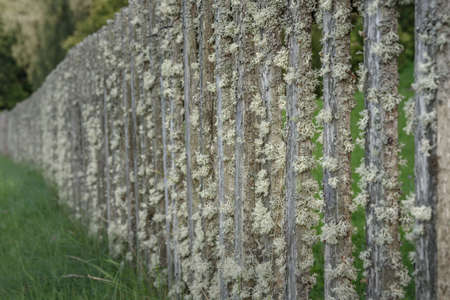 old wooden fence covered with lichen on the background of green grassの写真素材