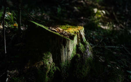 tree stump on the summer forest backgroundの写真素材