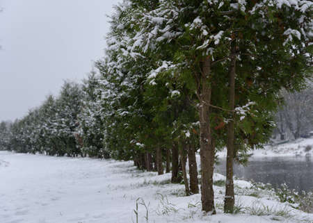 alley of green trees covered with snow and a path receding into the distance