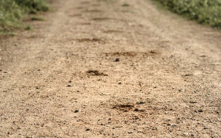 trace of the hoof of the horse on the sandy road in the woods