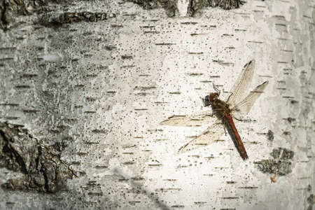 dragonfly sitting on a birch trunk close-upの写真素材