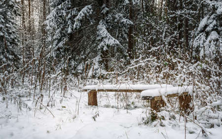 snow-covered benches in the woods on a background of white firs and pinesの写真素材