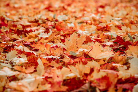 Autumn background, colorful maple leaves closeupの写真素材