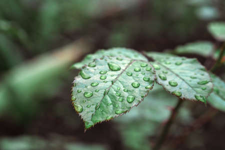 Horizontal shot of leaves of roses covered with raindrops closeup, background blur.の写真素材