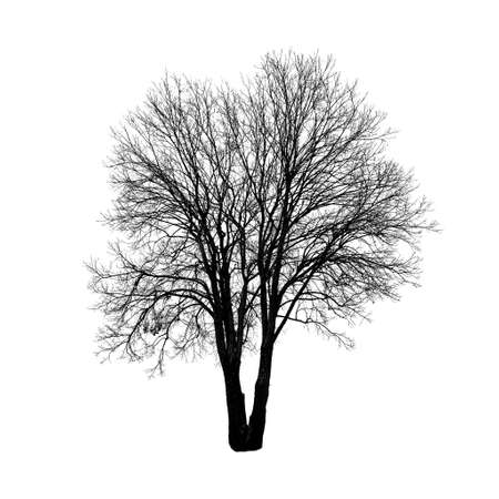 Square shot of tree without leaves isolated on white background. Isolated object.の写真素材