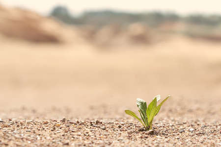 A lone green plant growing on the sand. Photo with copy space. The background in blur.の写真素材