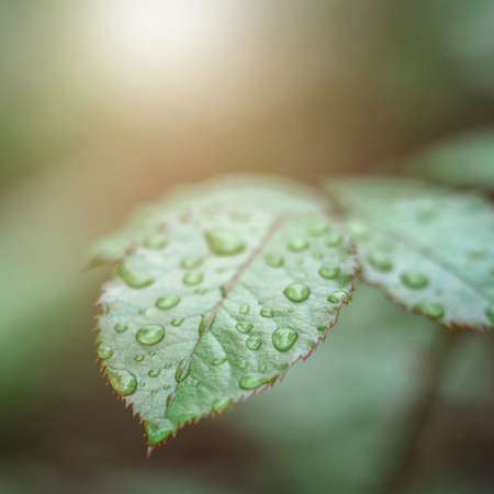 Square shot of leaves of roses covered with raindrops closeup, background blur. Wet rose leaves with drops of water lit by bright sunlightの写真素材