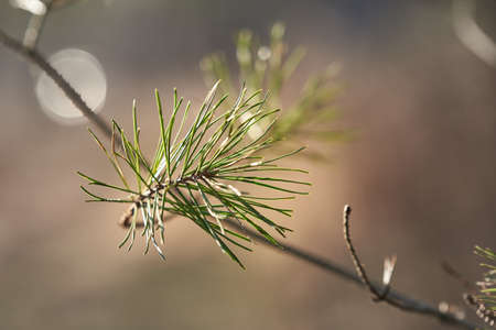 Horizontal shot of pine twig on the background in a blur. A branch of a forest tree.