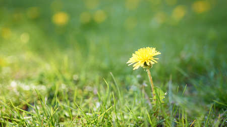 Horizontal shot of meadow with yellow dandelions. Yellow dandelion against yellow-green field in blur.の写真素材