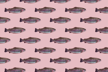 Seamless pattern of raw rainbow trout closeup isolated on pink background. Fish swim to the right.の写真素材