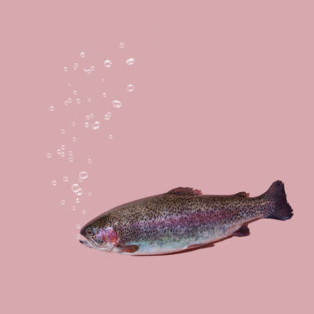 Floating rainbow trout closeup isolated on pink background. The fish breathes and bubbles rise. Photo with copy space.の写真素材