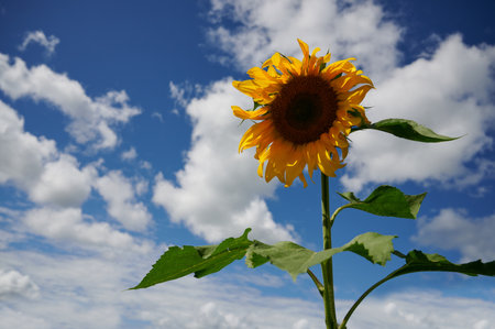 Horizontal shot of yellow sunflower on blue sky background.の写真素材