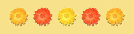 Horizontal banner of pattern of multicolored flowers isolated on a yellow background.の写真素材