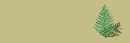Horizontal banner of branch with a shadow is isolated on green background. A fern branch is like a...