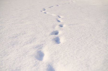 Horizontal shot of human traces on a snow. winter background.