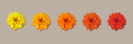 Pattern of multicolored flowers isolated on beige background. Orange Calendula or Calendula officinalis flower.の写真素材