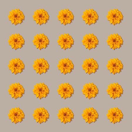 Pattern of orange flowers isolated on beige background. Orange Calendula or Calendula officinalis flower.の写真素材