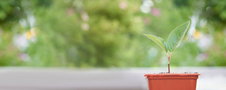 Horizontal banner of small sprout with first leaves growing in little flower pot over green background in blur. Photo with copy space.の写真素材
