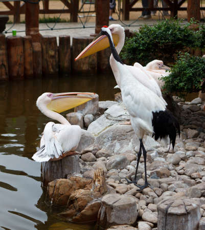Pelican bird and Red-crowned Crane at the Dalian Zoo, Chinaの写真素材