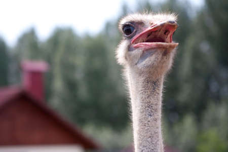 Curious bird ostrich in macro, just head