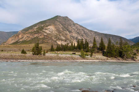Beautiful view of mountain river in summer, Altai Mountains, Russiaの写真素材