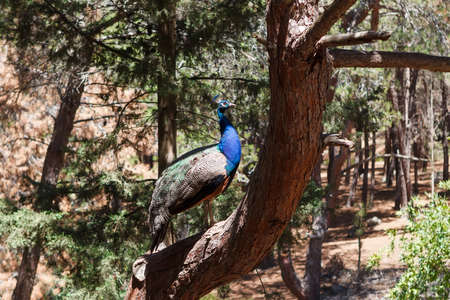 Peacock in the coniferous forest on the island of Kos. Greece.