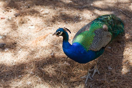 Wild Colorful peacock in peacock forest Plaka on Kos island. Greeceの写真素材