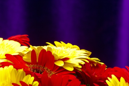 flower gerber isolated on a violet backgroundの写真素材