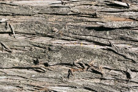 background from the natural tree trunk