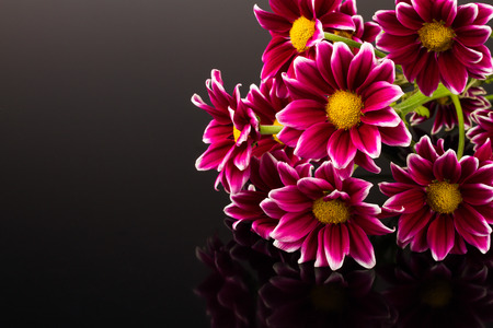 red chrysanthemum on black backgroundの写真素材