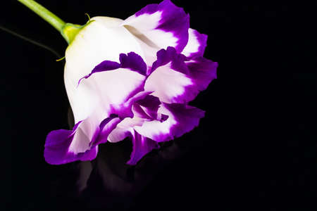 wonderfull white-purple lily on black backgroundの写真素材