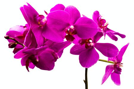 wonderfull red orchid flower on white backgroundの写真素材