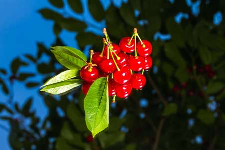Fresh cherry on mirror の写真素材