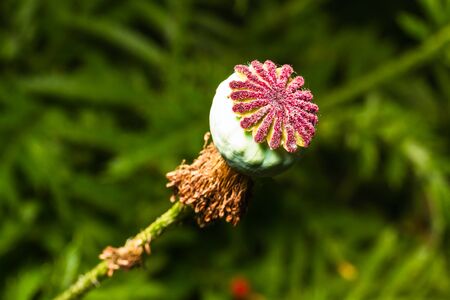 Ripen wild-growing poppy on green の写真素材