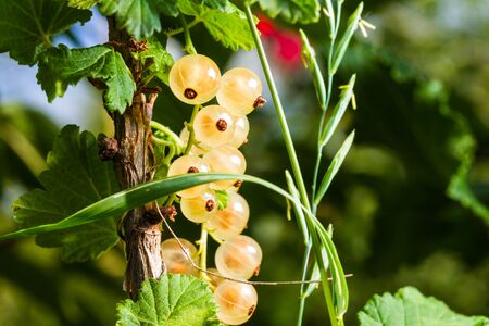 whitecurrant on green backgroundの写真素材