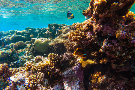 Red sea coral reef with hard corals, fishes and sunny sky shining through clean water - underwater photoの写真素材