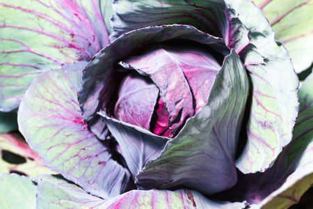 fresh ripe cabbage on garden bedの写真素材