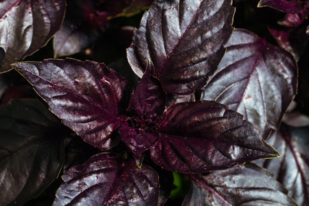 fresh ripe red basil on garden bedの写真素材