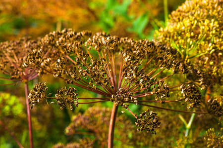 umbrellas of seeds fragrant dill (fennel) on garden bed