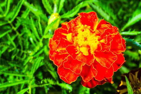 fresh beautiful marigold on green leaves backgroundの写真素材