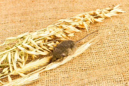 mouse and spikelets of cereals on sackcloth backgroundの写真素材