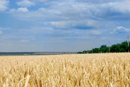 Golden wheat field and cloudy sky.の写真素材