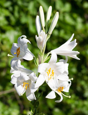 White lily on green background.の写真素材