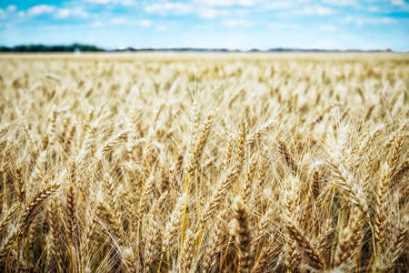 golden wheat field and sunny dayの写真素材