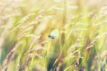 Grass in the sun, butterfly perched on a stalk of grassの写真素材